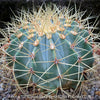 Ferocactus glaucescens, Blue Barrel Cactus, Glaucous Barrel Cactus, organically grown succulent and low maintenance plants and cactus at TOMs FLOWer CLUB