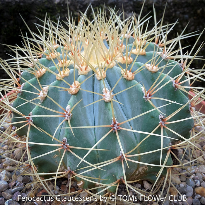 Ferocactus glaucescens, Blue Barrel Cactus, Glaucous Barrel Cactus, organically grown succulent and low maintenance plants and cactus at TOMs FLOWer CLUB