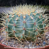 Ferocactus glaucescens, Blue Barrel Cactus, Glaucous Barrel Cactus, organically grown succulent and low maintenance plants and cactus at TOMs FLOWer CLUB
