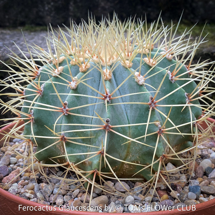 Ferocactus glaucescens, Blue Barrel Cactus, Glaucous Barrel Cactus, organically grown succulent and low maintenance plants and cactus at TOMs FLOWer CLUB
