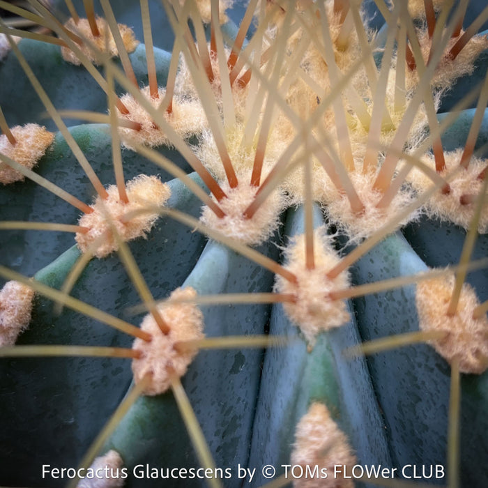 Ferocactus glaucescens, Blue Barrel Cactus, Glaucous Barrel Cactus, organically grown succulent and low maintenance plants and cactus at TOMs FLOWer CLUB