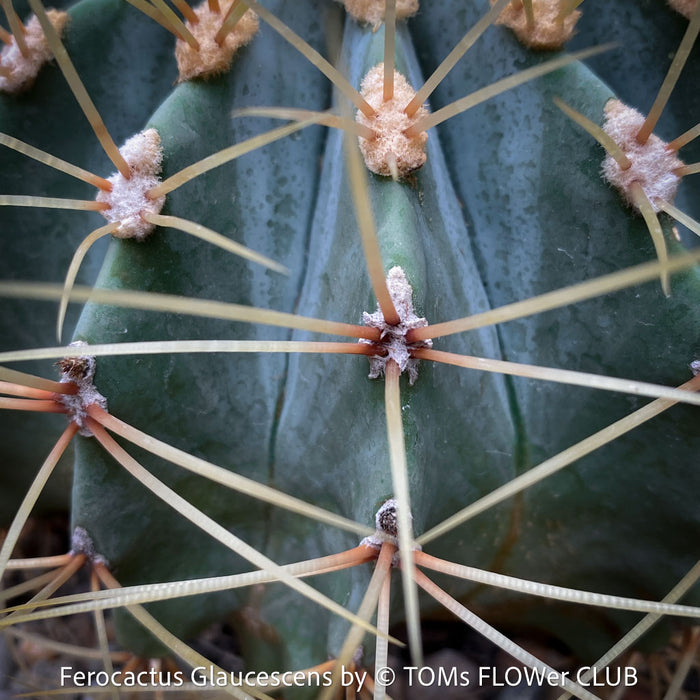 Ferocactus glaucescens, Blue Barrel Cactus, Glaucous Barrel Cactus, organically grown succulent and low maintenance plants and cactus at TOMs FLOWer CLUB