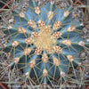 Ferocactus glaucescens, Blue Barrel Cactus, Glaucous Barrel Cactus, organically grown succulent and low maintenance plants and cactus at TOMs FLOWer CLUB