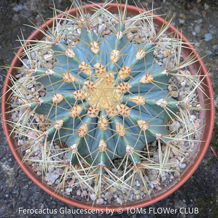 Ferocactus glaucescens, Blue Barrel Cactus, Glaucous Barrel Cactus, organically grown succulent and low maintenance plants and cactus at TOMs FLOWer CLUB