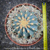 Ferocactus glaucescens, Blue Barrel Cactus, Glaucous Barrel Cactus, organically grown succulent and low maintenance plants and cactus at TOMs FLOWer CLUB