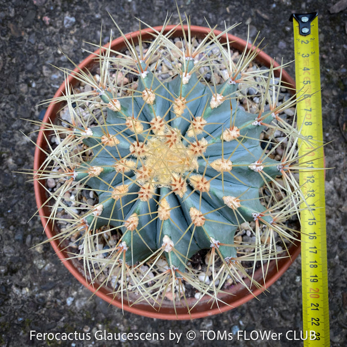 Ferocactus glaucescens, Blue Barrel Cactus, Glaucous Barrel Cactus, organically grown succulent and low maintenance plants and cactus at TOMs FLOWer CLUB