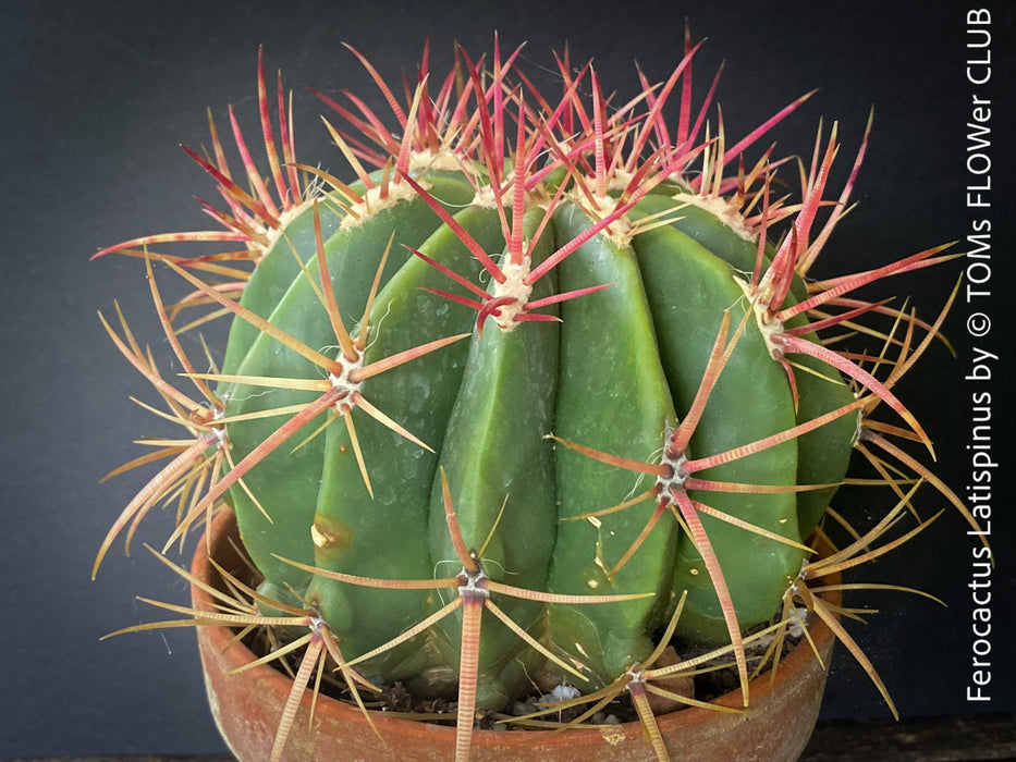 Ferocactus Latispinus