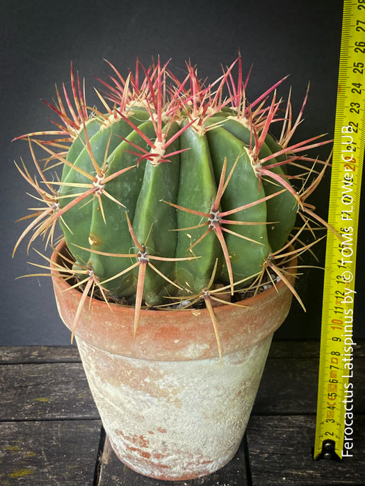 Ferocactus Latispinus