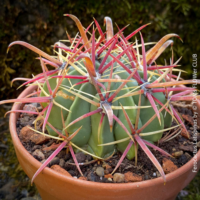 Ferocactus Latispinus, organically grown succulent plants and cactus for sale at TOMs FLOWer CLUB