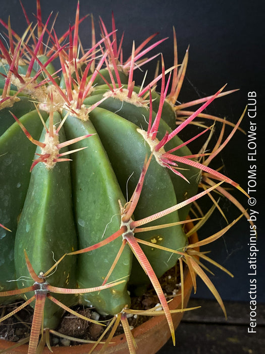 Ferocactus Latispinus