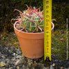 Ferocactus Latispinus, organically grown succulent plants and cactus for sale at TOMs FLOWer CLUB