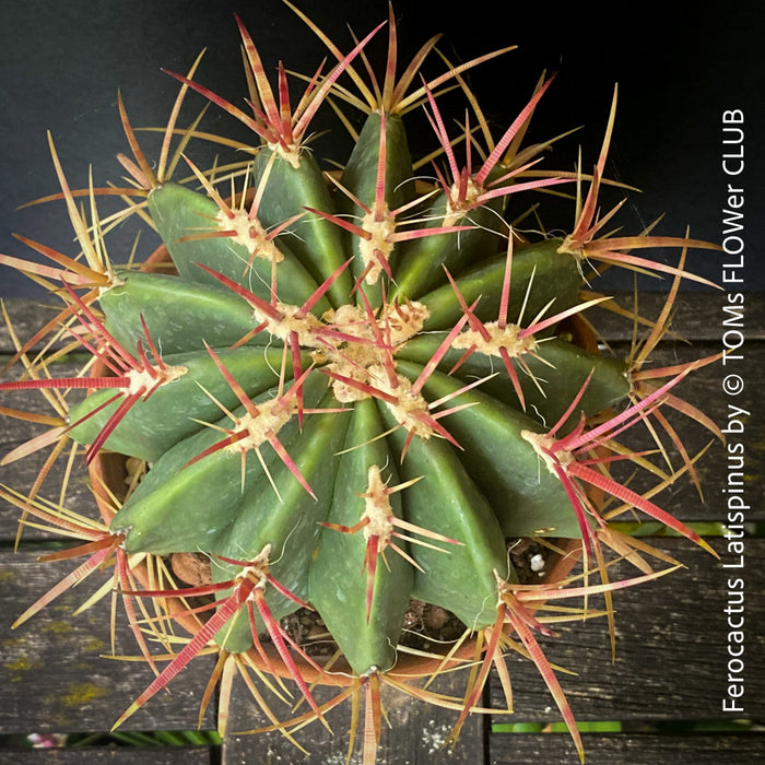 Ferocactus Latispinus