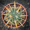 Ferocactus Latispinus, organically grown succulent plants and cactus for sale at TOMs FLOWer CLUB