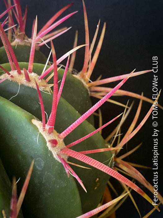 Ferocactus Latispinus