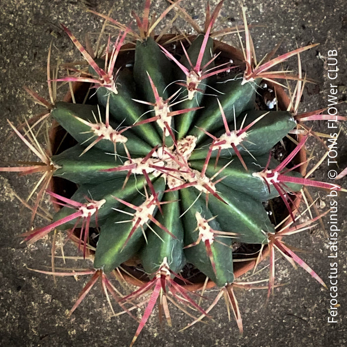 Ferocactus Latispinus