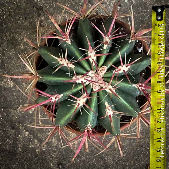 Ferocactus Latispinus