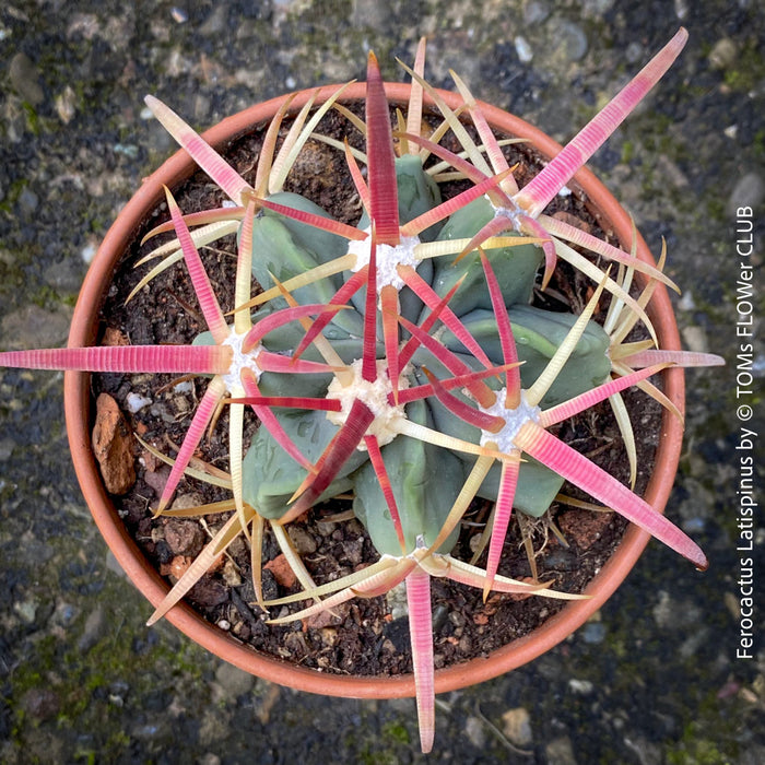 Ferocactus Latispinus, organically grown succulent plants and cactus for sale at TOMs FLOWer CLUB