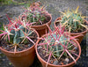 Ferocactus Latispinus, organically grown succulent plants and cactus for sale at TOMs FLOWer CLUB