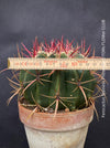 Ferocactus stainesii pilosus, organically grown succulent plants at TOMs FLOWer CLUB