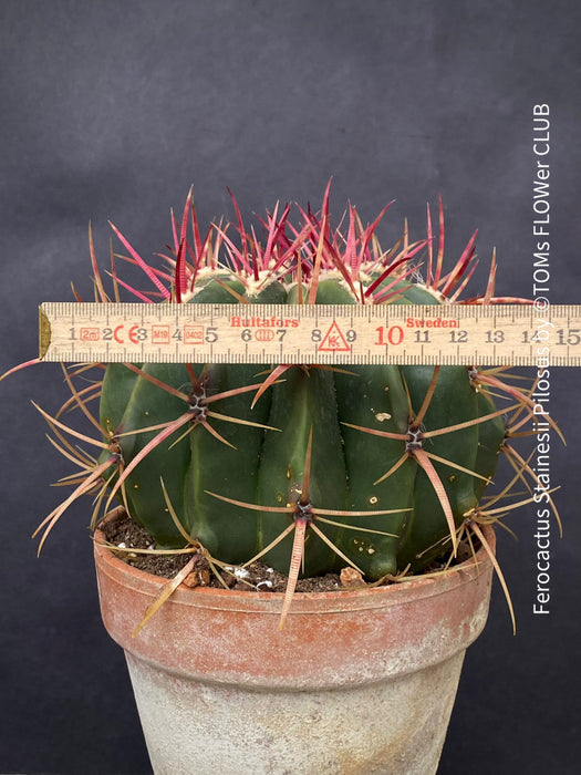 Ferocactus stainesii pilosus, organically grown succulent plants at TOMs FLOWer CLUB