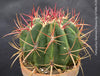 Ferocactus stainesii pilosus, organically grown succulent plants at TOMs FLOWer CLUB