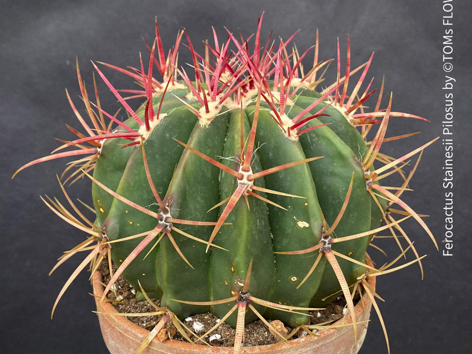 Ferocactus stainesii pilosus, organically grown succulent plants at TOMs FLOWer CLUB