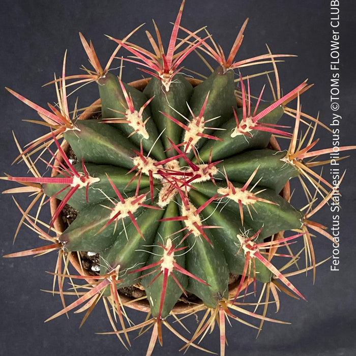 Ferocactus stainesii pilosus, organically grown succulent plants at TOMs FLOWer CLUB