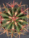 Ferocactus stainesii pilosus, organically grown succulent plants at TOMs FLOWer CLUB