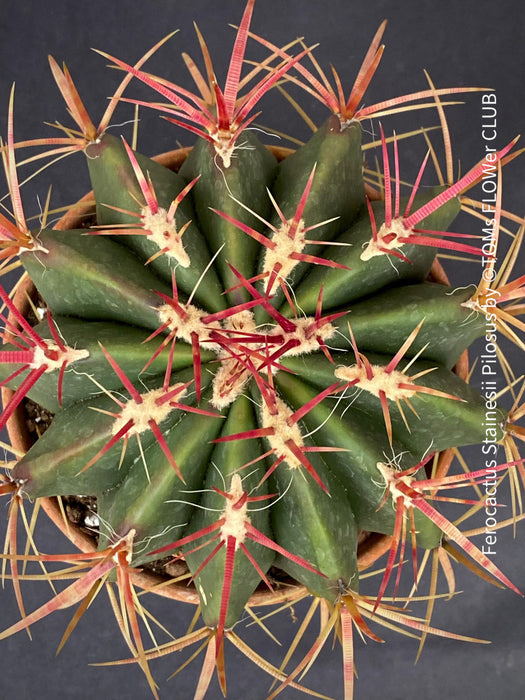 Ferocactus stainesii pilosus, organically grown succulent plants at TOMs FLOWer CLUB