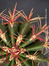 Ferocactus stainesii pilosus, organically grown succulent plants at TOMs FLOWer CLUB