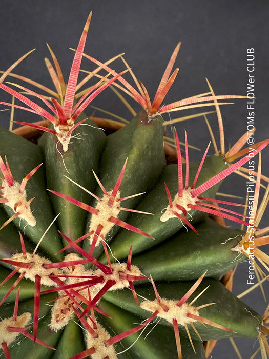 Ferocactus stainesii pilosus, organically grown succulent plants at TOMs FLOWer CLUB