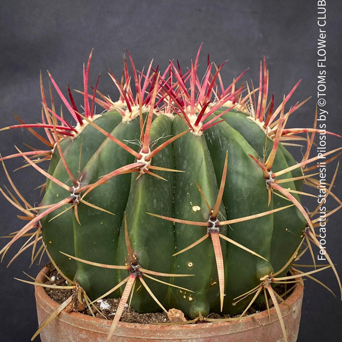 Ferocactus stainesii pilosus, organically grown succulent plants at TOMs FLOWer CLUB