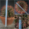 Ferocactus stainesii pilosus, organically grown succulent plants at TOMs FLOWer CLUB