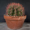 Ferocactus stainesii pilosus, organically grown succulent plants at TOMs FLOWer CLUB