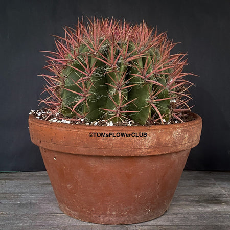 Ferocactus stainesii pilosus, organically grown succulent plants at TOMs FLOWer CLUB