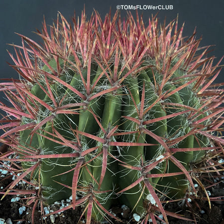 Ferocactus stainesii pilosus, organically grown succulent plants at TOMs FLOWer CLUB