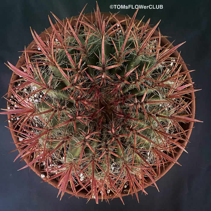 Ferocactus stainesii pilosus, organically grown succulent plants at TOMs FLOWer CLUB