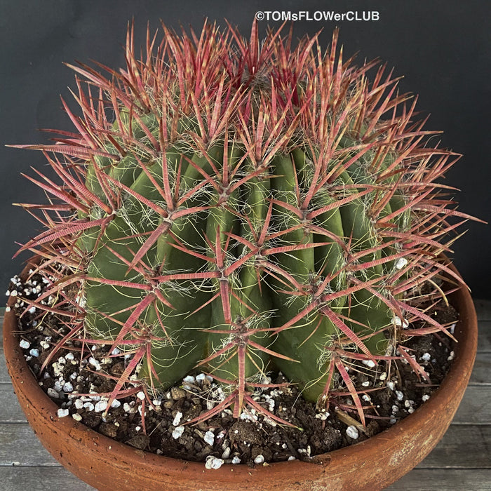 Ferocactus stainesii pilosus, organically grown succulent plants at TOMs FLOWer CLUB