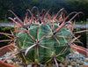 Ferocactus Townsendianus, organically grown succulent and cactus plants at TOMs FLOWer CLUB