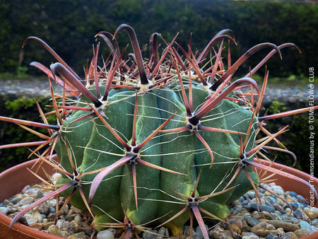 Ferocactus Townsendianus, organically grown succulent and cactus plants at TOMs FLOWer CLUB