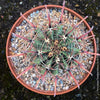 Ferocactus Townsendianus, organically grown succulent and cactus plants at TOMs FLOWer CLUB