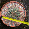 Ferocactus Townsendianus, organically grown succulent and cactus plants at TOMs FLOWer CLUB