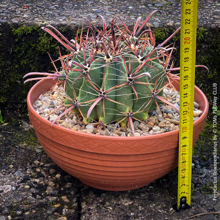 Ferocactus Townsendianus, organically grown succulent and cactus plants at TOMs FLOWer CLUB