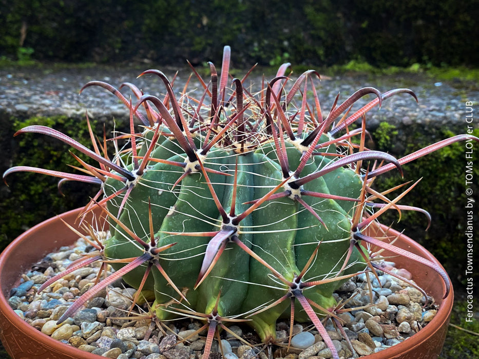 Ferocactus Townsendianus, organically grown succulent and cactus plants at TOMs FLOWer CLUB