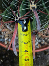 Ferocactus Townsendianus, organically grown succulent and cactus plants at TOMs FLOWer CLUB