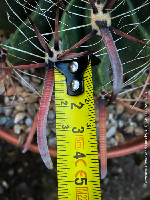 Ferocactus Townsendianus, organically grown succulent and cactus plants at TOMs FLOWer CLUB