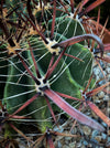 Ferocactus Townsendianus, organically grown succulent and cactus plants at TOMs FLOWer CLUB