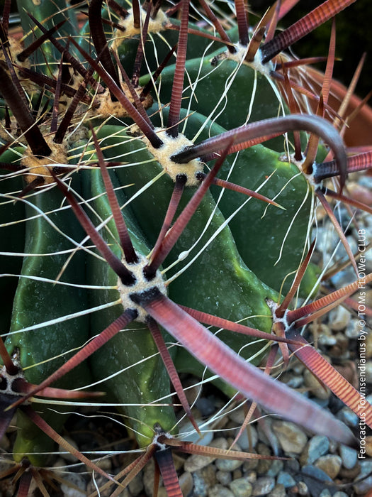 Ferocactus Townsendianus, organically grown succulent and cactus plants at TOMs FLOWer CLUB