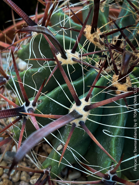 Ferocactus Townsendianus, organically grown succulent and cactus plants at TOMs FLOWer CLUB