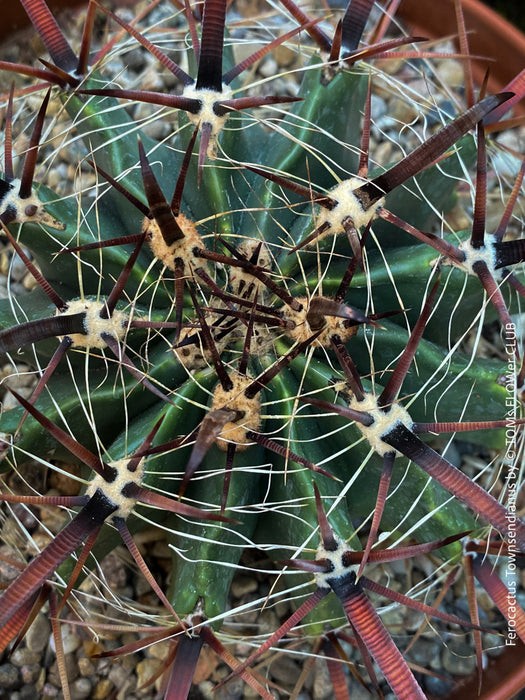 Ferocactus Townsendianus, organically grown succulent and cactus plants at TOMs FLOWer CLUB